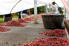 NHỮNG GIỐNG ARABICA PHỔ BIẾN Ở VIỆT NAM