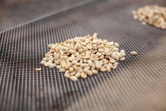 VAI TRÒ HỆ VI SINH TRONG QUÁ TRÌNH LÊN MEN CÀ PHÊ