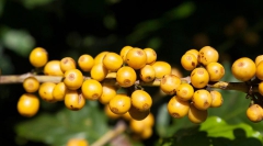 CATUAI LÀ GIỐNG CÀ PHÊ GÌ?