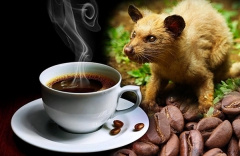 CÀ PHÊ CHỒN KOPI LUWAK - ĐẲNG CẤP DÒNG CÀ PHÊ HUYỀN THOẠI